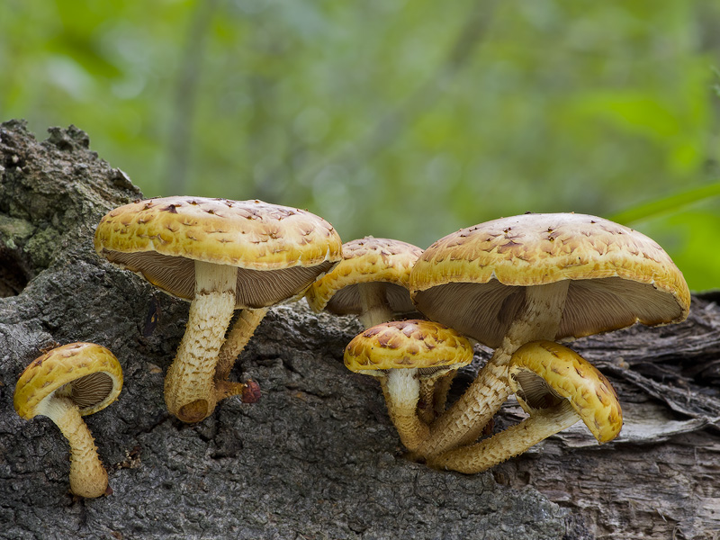 Pholiota limonella